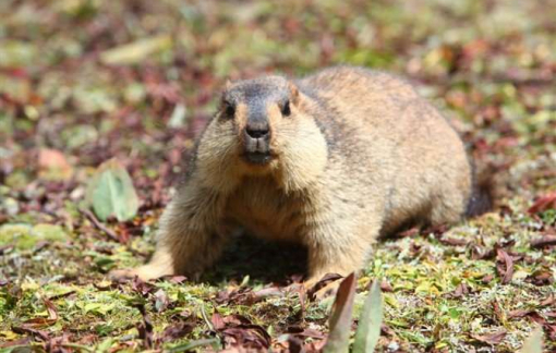 Mông Cổ ghi nhận thêm ca mắc dịch hạch, có nguy cơ lan sang Trung Quốc