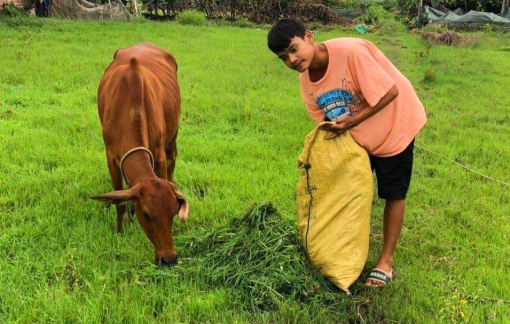 Nam sinh "mê" chăn bò đạt 9,75 môn văn thích trở thành kỹ sư điện tử