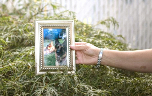 SARS-CoV-2 có lây từ động vật sang người?