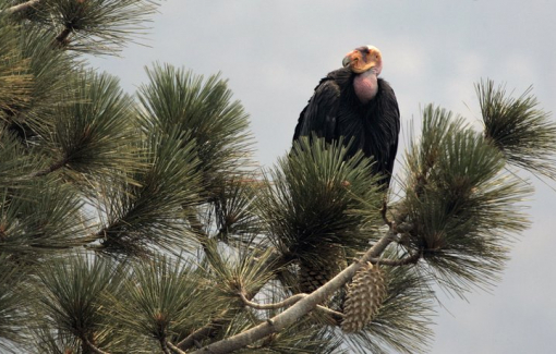 Số phận của loài kền kền California không biết ra sao khi khu bảo tồn bị cháy