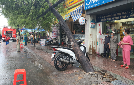 Mưa dông lớn cuối ngày, nhiều cây xanh gãy, ngã