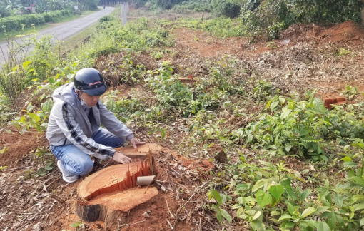 Phá rừng, doanh nghiệp bị xử phạt hơn 300 triệu đồng