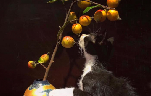 Chi nửa triệu bạc mua trái rừng về cắm thay hoa