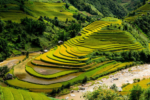 Lạc bước "mùa vàng" ở Y Tý