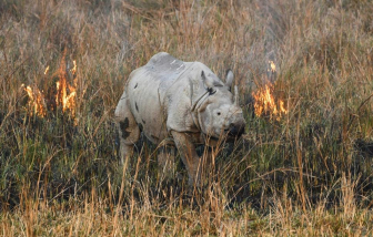 Số lượng động vật hoang dã trên thế giới giảm gần 70% trong vòng chưa đầy 50 năm