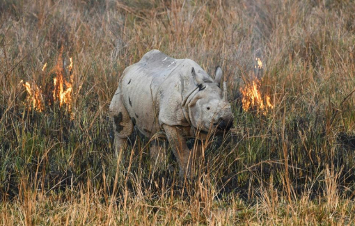 Số lượng động vật hoang dã trên thế giới giảm gần 70% trong vòng chưa đầy 50 năm