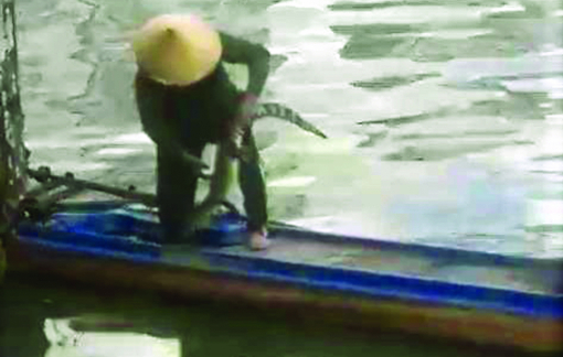 Nỗi lo cá sấu ở TPHCM sổng chuồng, ra sông