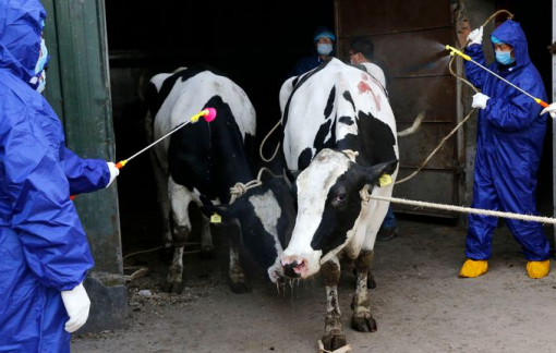 Hàng ngàn người Trung Quốc mắc bệnh lây nhiễm từ động vật