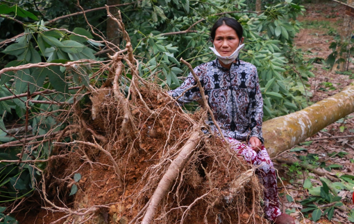Sau bão, tan hoang giấc mộng “vàng trắng”