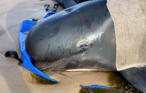 Australia "đau đầu" xử lý gần 400 xác cá voi trong thảm họa cá mắc cạn lớn nhất lịch sử