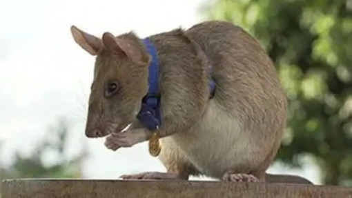 Chú chuột được trao huy chương vàng vì sự nghiệp cứu người ở Campuchia