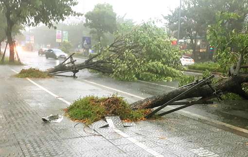 Huế cần có “bác sĩ cây xanh” đúng nghĩa