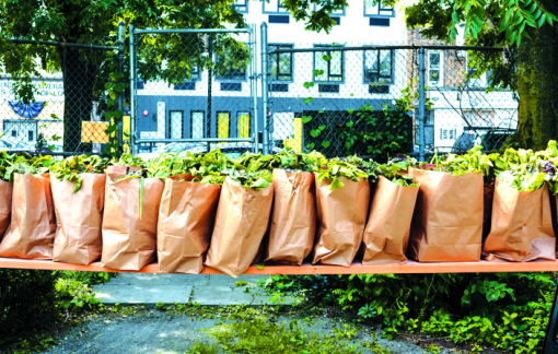 Những mảnh đời già dìu nhau qua đại dịch