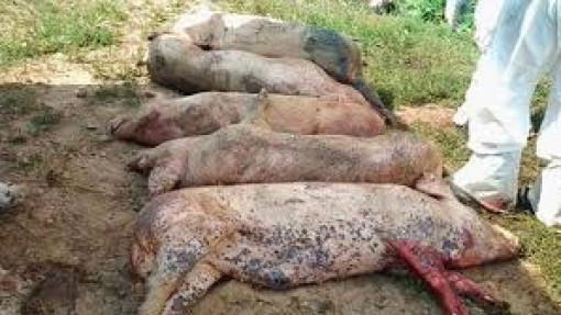 Nguy cơ dịch tả heo châu Phi lan rộng