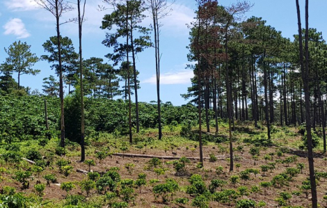Lâm Đồng phát hiện một doanh nghiệp chuyển đổi trái phép hàng chục hecta đất rừng