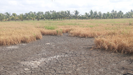 Đồng bằng sông Cửu Long sẽ giảm hơn 1 triệu tấn gạo