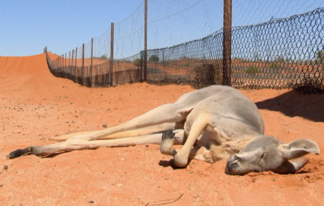 Ngành "công nghiệp chuột túi" trị giá triệu đô và nạn thảm sát kangaroo
