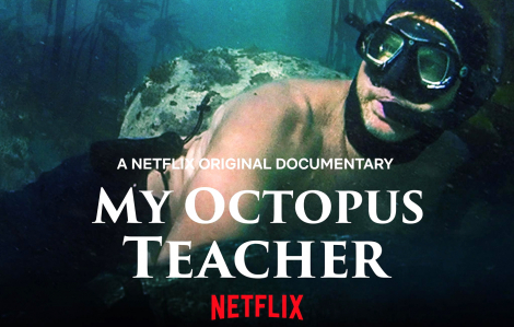 "My Octopus Teacher'': Thế giới hoang dã dạy chúng ta điều gì?