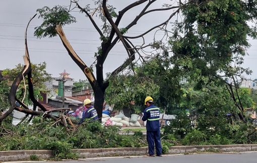 Công ty Cây Xanh lên tiếng vụ cây ngã hàng loạt trên đường Võ Văn Kiệt