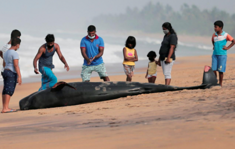 Giải cứu hơn 100 con cá voi mắc cạn ở Sri Lanka