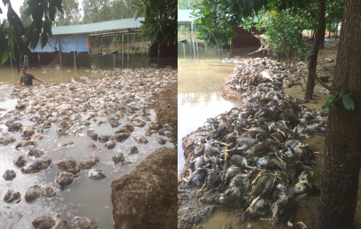 “Đại gia chân đất” trắng tay sau lũ được Thủy Tiên hỗ trợ tái khởi nghiệp