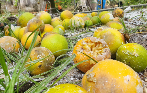 “Đệ nhất cam” xứ Nghệ rụng vàng gốc, dân trồng xót xa gom làm phân bón