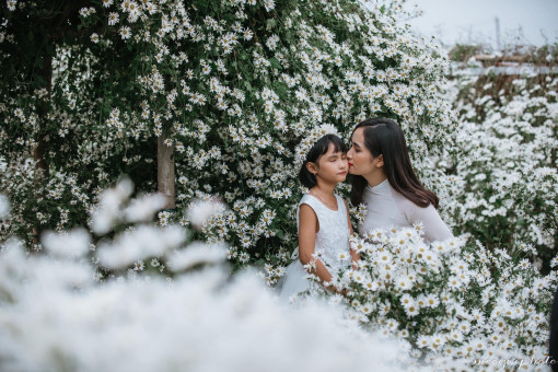 Tháng 11, cúc họa mi xuống phố