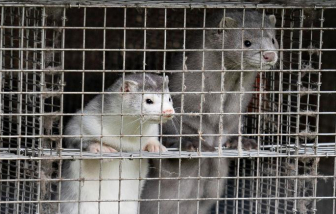 6 quốc gia phát hiện các ca mắc COVID-19 trong trại nuôi chồn