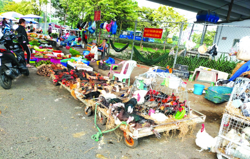 Thói quen dùng thịt “nóng” tiếp tay nạn giết mổ gia cầm lậu