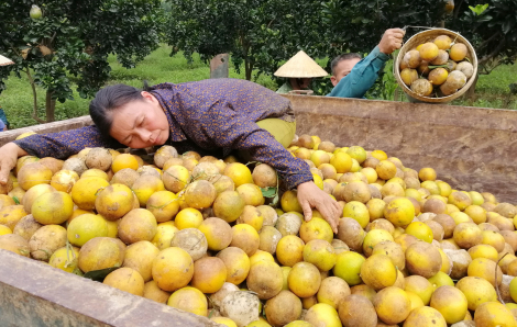 Cam Vinh chất đống trên xe tải đổ bỏ sau lũ