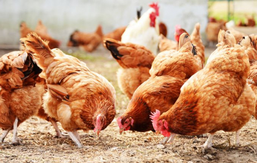 Anh đối phó với sự bùng nổ làn sóng thứ 3 của cúm gia cầm