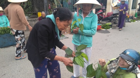 Lá trầu đầu năm có công dụng gì?