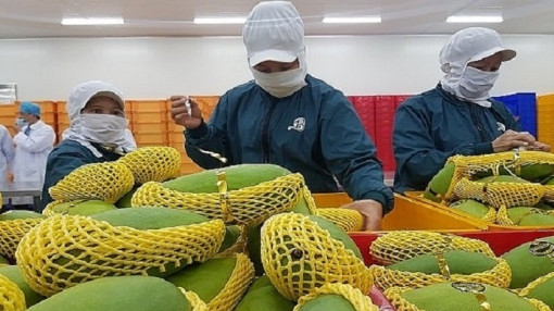 Xoài Việt Nam xuất đi Mỹ tăng gần gấp đôi