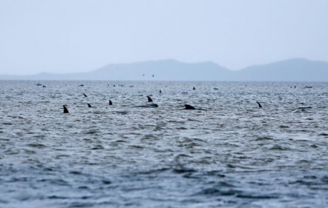Hơn 100 con cá voi chết vì mắc cạn tại New Zealand