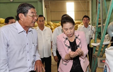 Chủ tịch Quốc hội thăm cơ sở sản xuất “gạo ngon nhất thế giới”