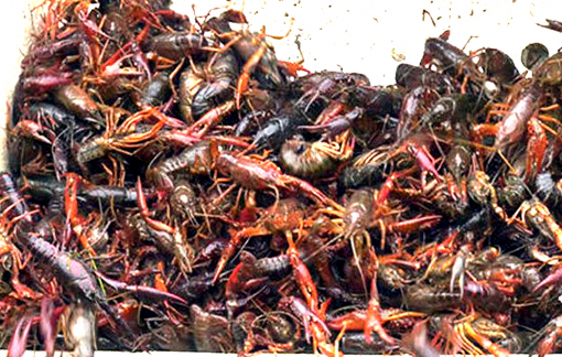 Nằm trong danh mục cấm, tôm hùm đất vẫn được bán tràn lan