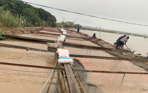 Hơn 800 tấn cá của người dân Đắk Lắk bị thiệt hại do mưa lũ
