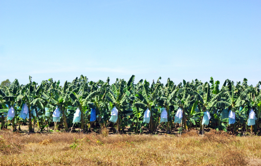 Doanh nghiệp nước ngoài ngại đầu tư vào nông nghiệp Việt, vì sao?