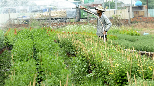 Làng hoa ở TPHCM lùi dần ra ngoại thành