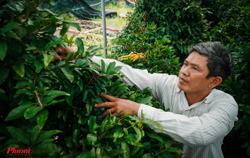 Nhà vườn lo mai tết ế