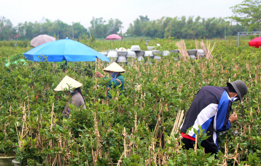 Người trồng hoa ở miền Trung: Nơi mất trắng, chỗ phập phồng lo hoa ế