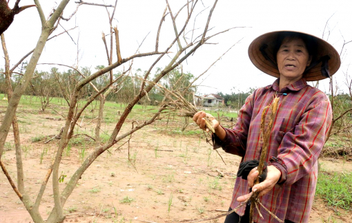 Đặc sản thanh trà xứ Huế chết hàng loạt