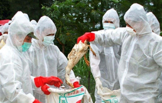 Dịch cúm gia cầm lây lan nhanh và nhiều  ở Nhật Bản
