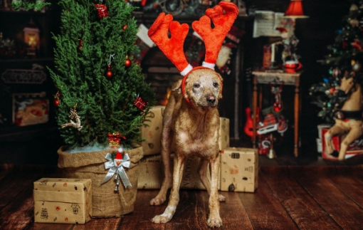 Bộ ảnh Giáng sinh của những chú chó bất hạnh gây xúc động cộng đồng