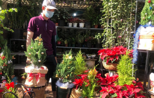 Cây thông thật quá đắt, nhiều người biến cây tùng thành "thông Noel"