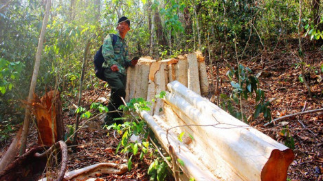 Làm rõ một vụ phá rừng quy mô lớn trong khu bảo tồn thiên nhiên