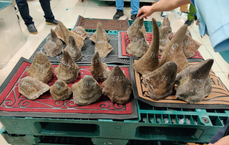 Đường đi của lô hàng gần 100kg nghi sừng tê giác ở sân bay Tân Sơn Nhất