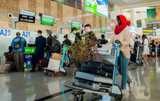 Gần nửa triệu đồng/cành mai, đào Tết vận chuyển bằng máy bay