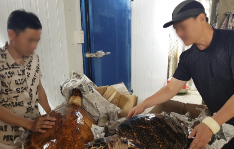 Bắt vụ mua bán rùa biển lớn nhất năm 2020 ở Tây Ninh