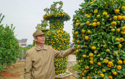 Ngàn USD một cặp quýt lục bình "khủng" chơi Tết